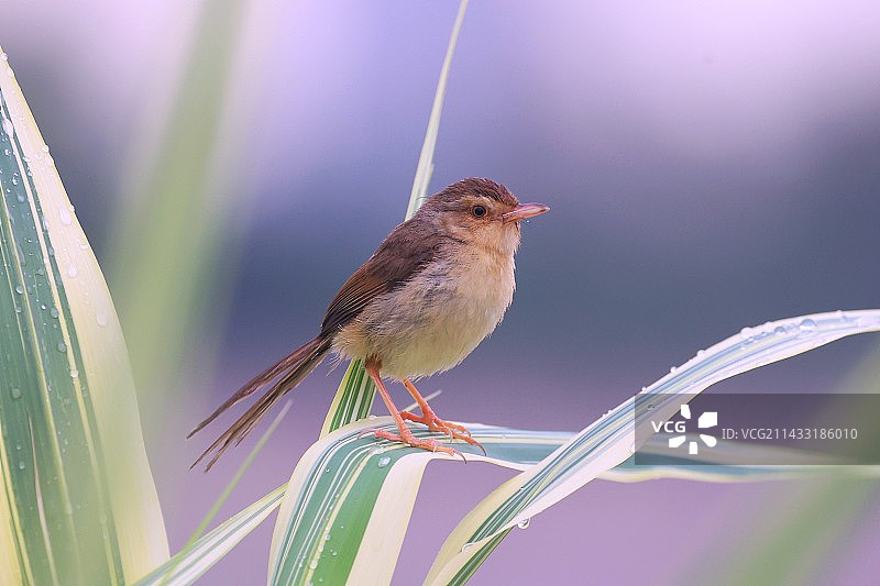 肥嘟嘟的莺仔图片素材