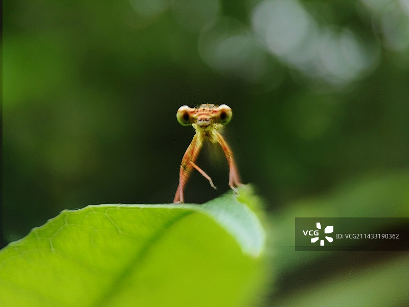 好奇宝宝图片素材
