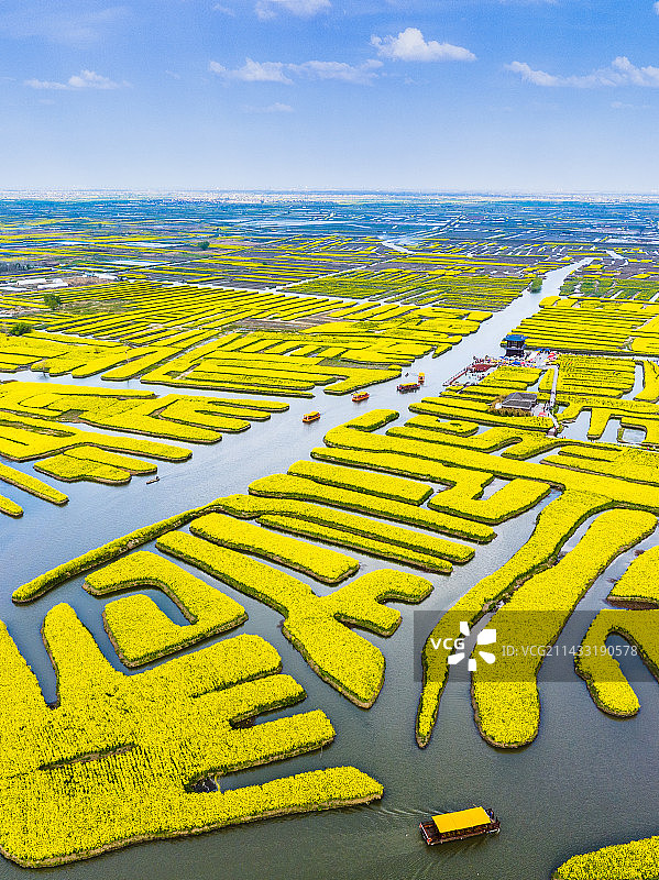 千垛油菜花，江苏泰州兴化图片素材