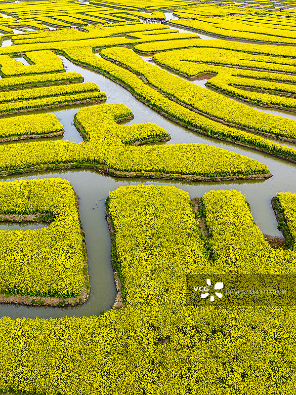 千垛油菜花，江苏泰州兴化图片素材