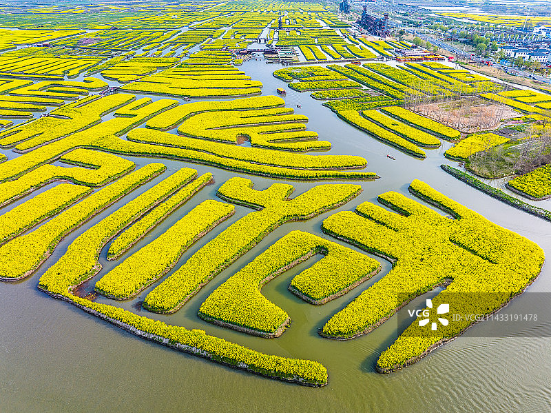 千垛油菜花，江苏泰州兴化图片素材