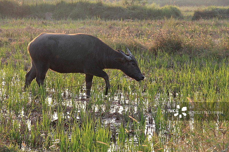 水牛图片素材