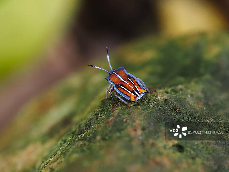 森林里的小红帽图片素材