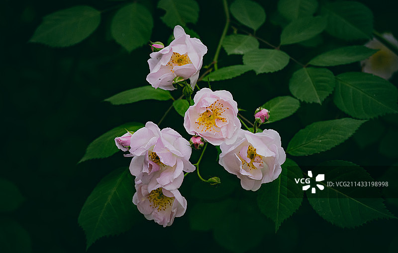 粉白蔷薇图片素材