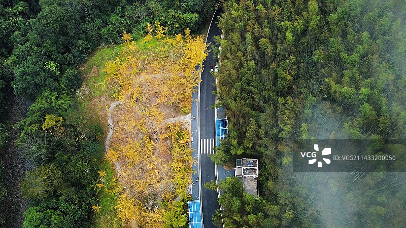 秋天银杏航拍图片素材