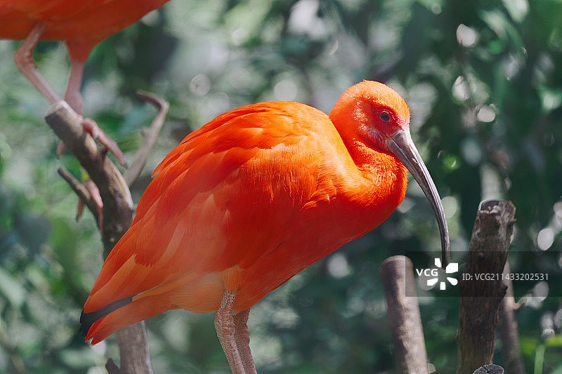 鸟栖息在树枝上的特写镜头图片素材