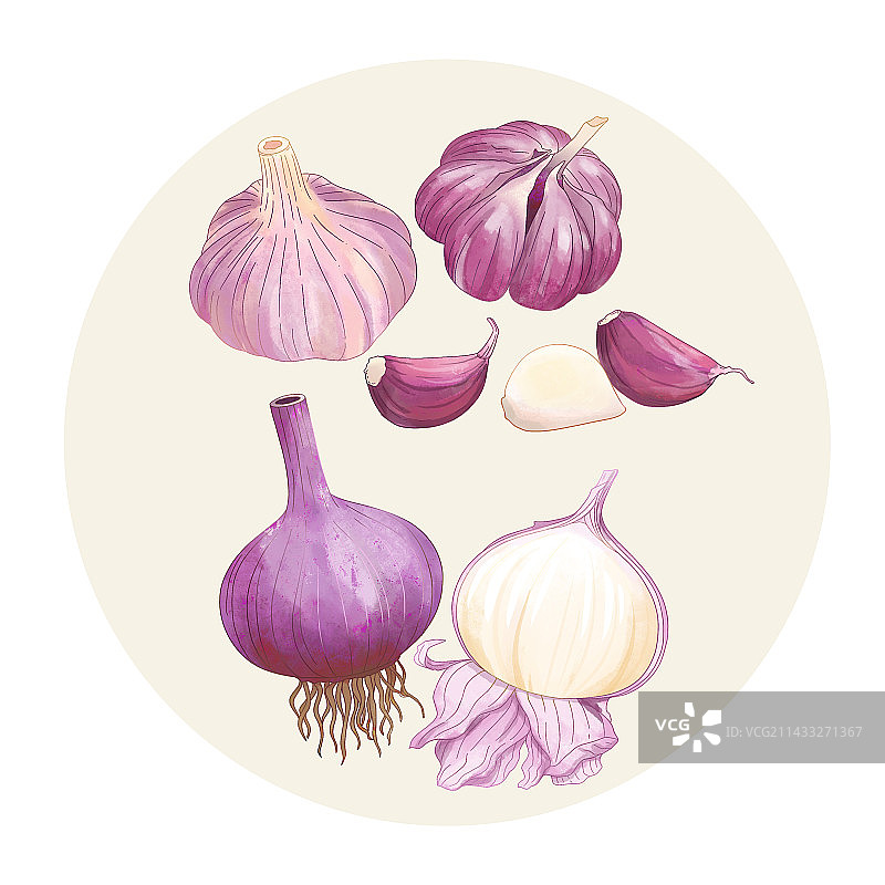 手绘水彩中药药材大蒜图片素材