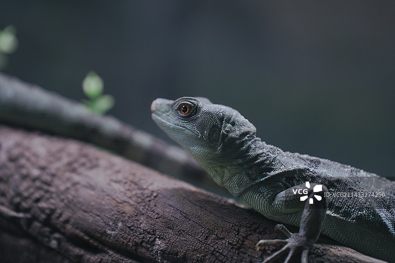 可可爱爱的小动物图片素材