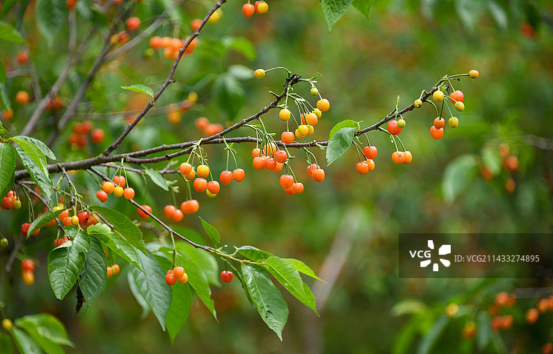 樱桃成熟了图片素材