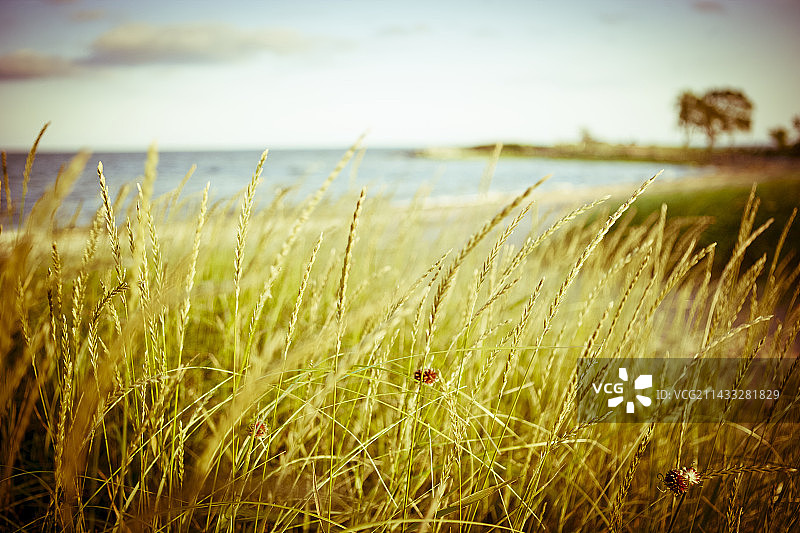 高高的海滩草，背景是海洋和树木图片素材