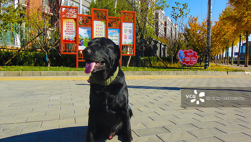 秋天的景色与拉布拉多犬图片素材