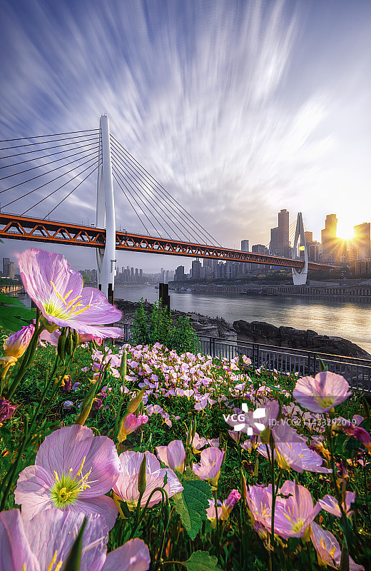 生态重庆南滨路东水门长江大桥千厮门大桥东水门大桥渝中日落建筑群月见花下重庆城市风光图片素材