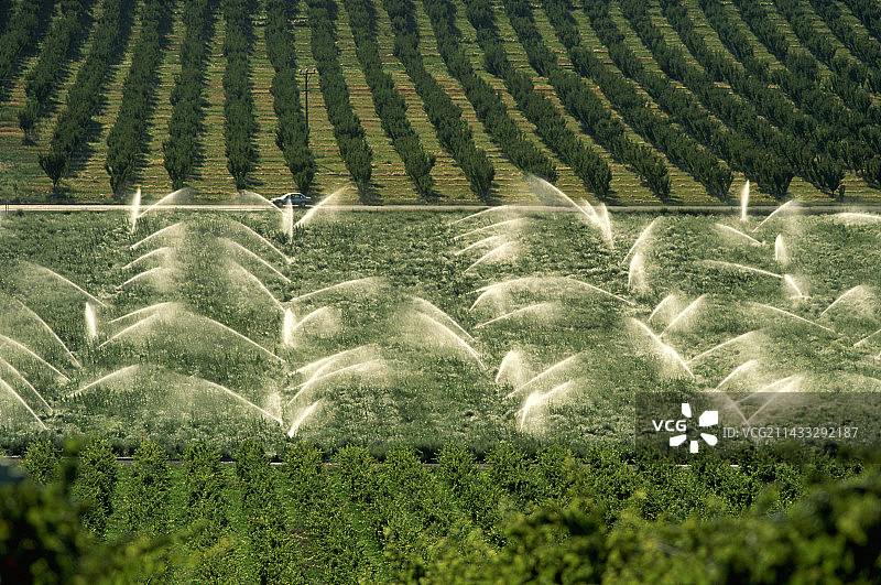 浇灌芦笋田图片素材