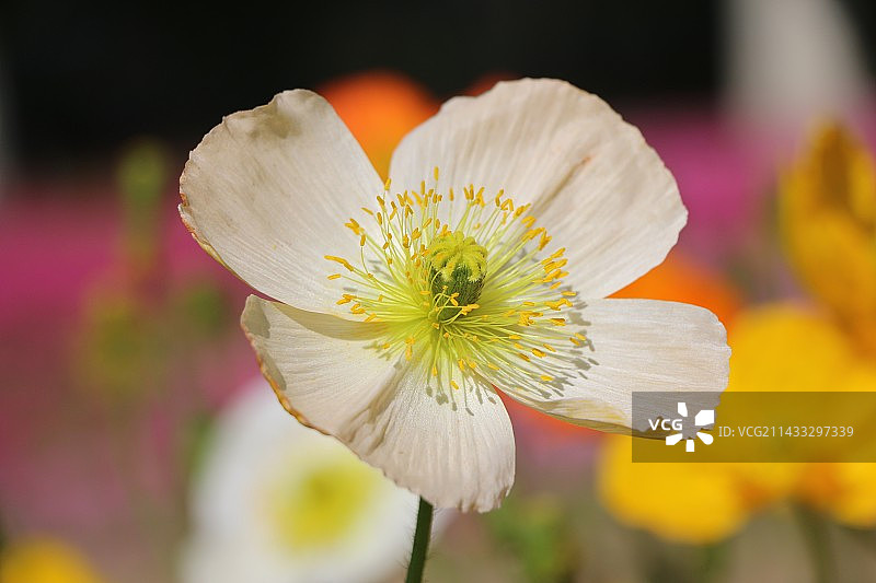 冰岛虞美人图片素材