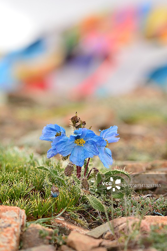 多刺绿绒蒿图片素材