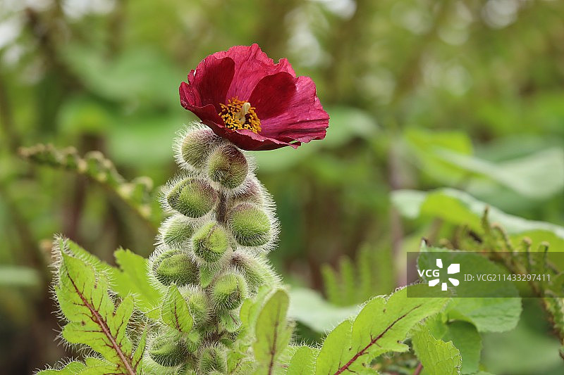 吉隆绿绒蒿 Meconopsis pinnatifolia图片素材