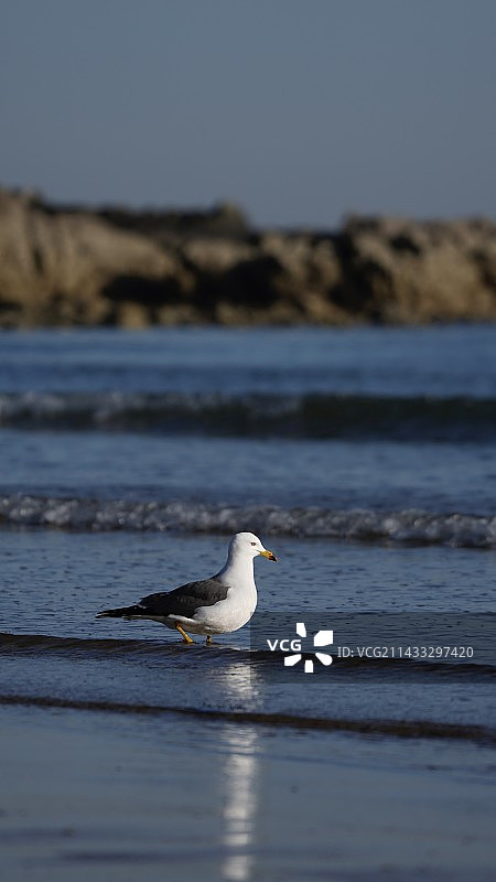 海滩上的海鸥图片素材