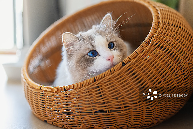 麻麻我这么乖可以有小鱼干吗图片素材