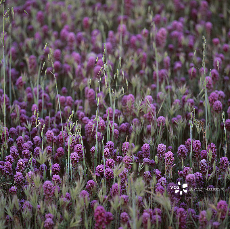 红三叶草花草甸图片素材