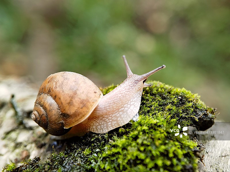 蜗牛图片素材