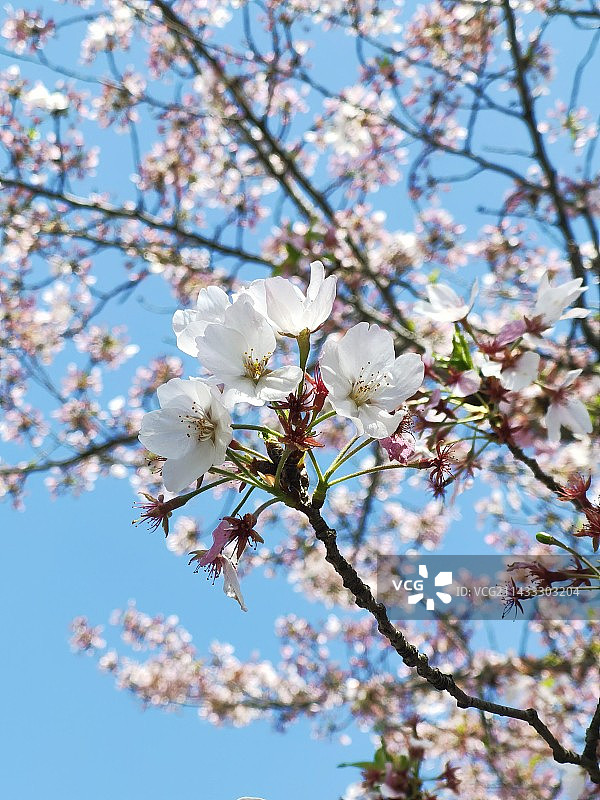 鼋头渚赏春图片素材