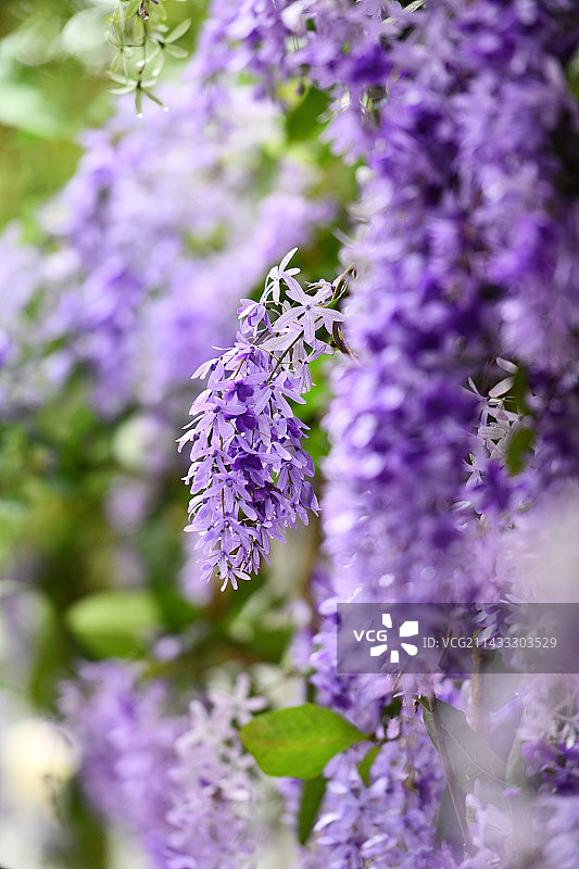蓝花藤图片素材