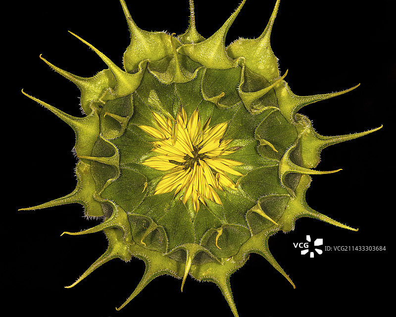 关闭的巨型向日葵图片素材