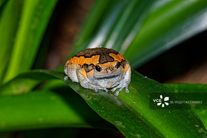 花狭口蛙图片素材