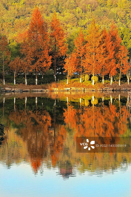 秋在冬里（摄于浙江省绍兴市越城区梅山公园）图片素材