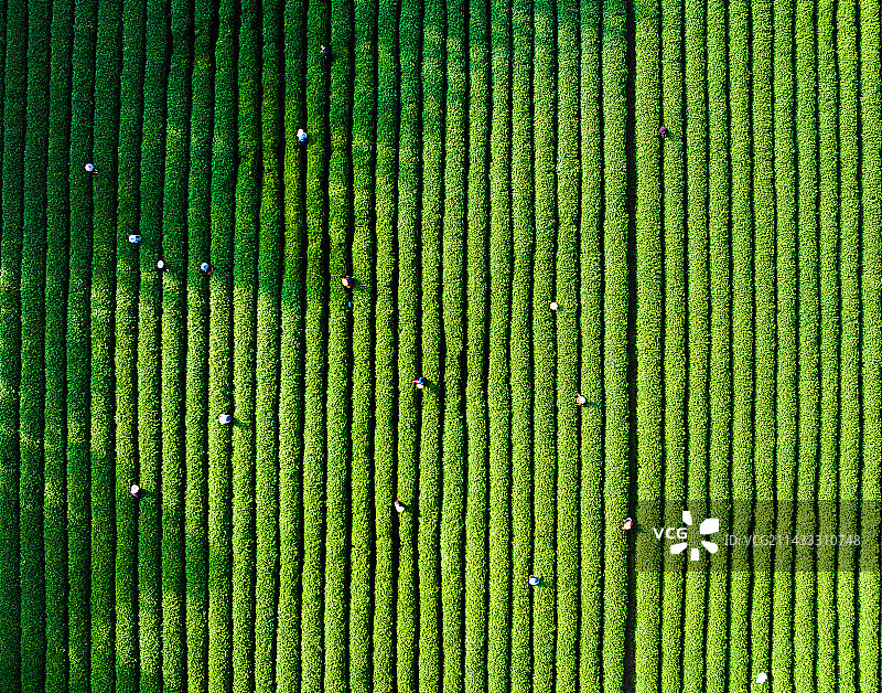 航拍梅林南路云栖竹径茶园图片素材