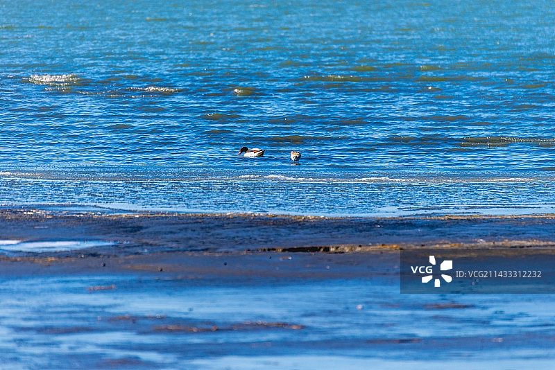 航拍内蒙古赤峰达里诺尔湖深秋景色图片素材