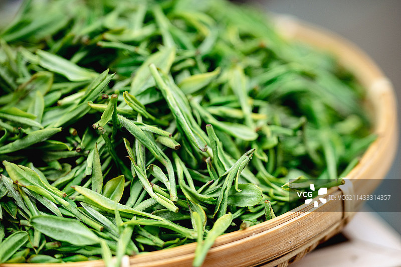 中国茶叶绿茶图片素材