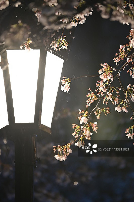 夜樱遇雨图片素材