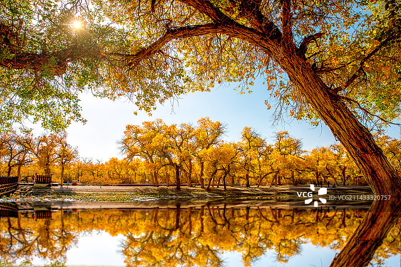 《水边的胡杨林》图片素材