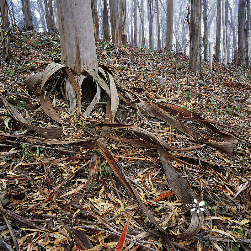 森林地面图片素材