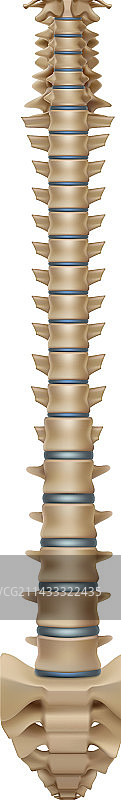 逼真的人类脊柱图片素材