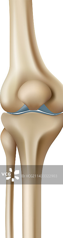 逼真的膝盖骨图片素材