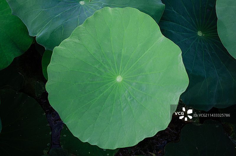 中国野生植物水生植物拍摄主题，室外公园荷塘湖水中清新美丽的荷花与荷叶，户外无人图像摄影图片素材