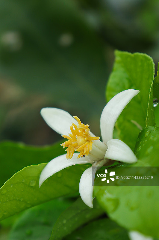 柠檬花图片素材