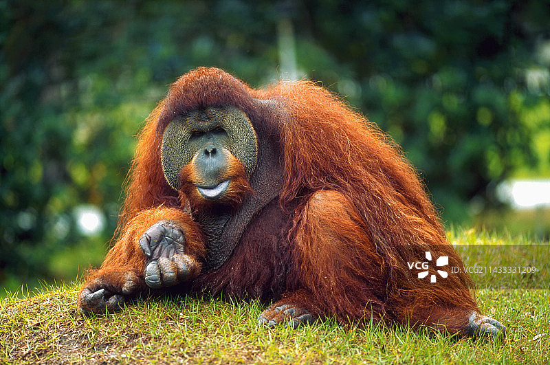 迈阿密动物园的猩猩图片素材