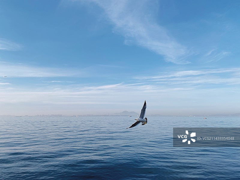 海面上的海鸥图片素材