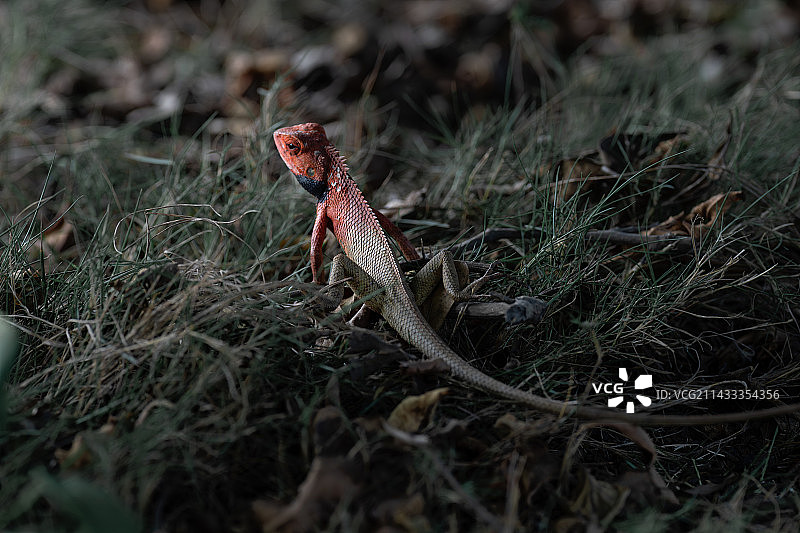 雷公马图片素材