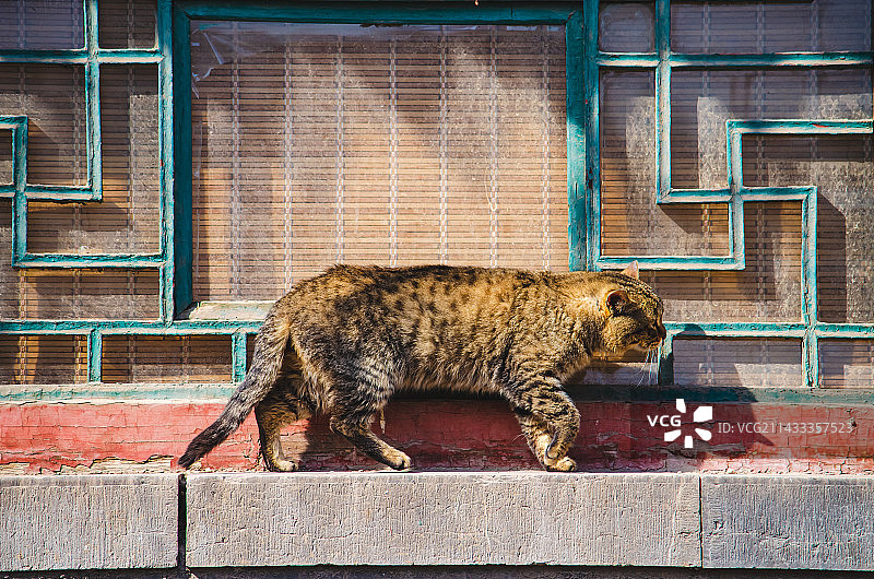 中国古代明朝风格传统建筑拍摄主题，窗户窗台上行走第的一只狸花猫野猫，户外白昼无人图像摄影图片素材