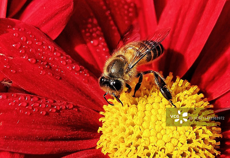 早起的小蜜蜂采花蜜图片素材