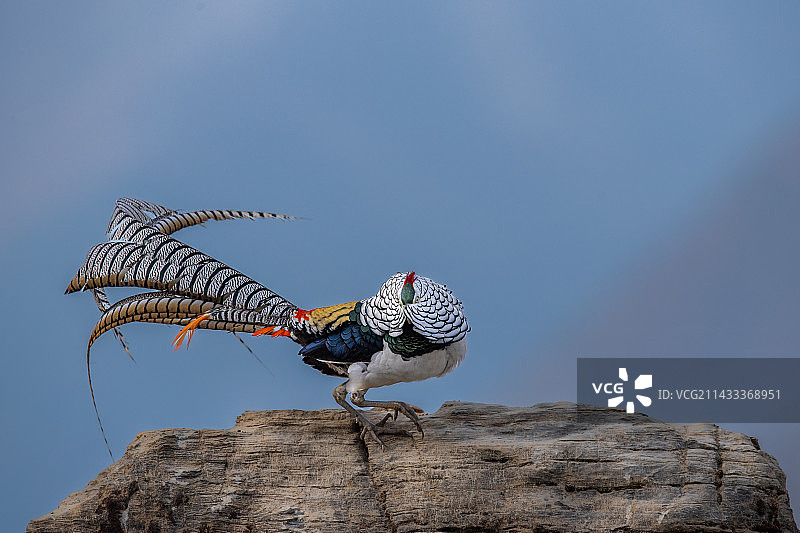 白腹锦鸡图片素材