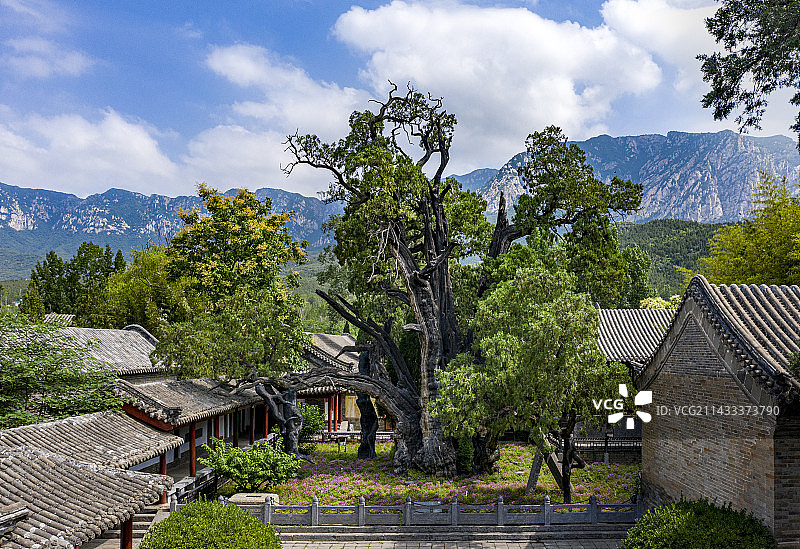 登封汉封将军柏图片素材