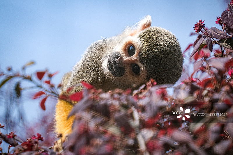 植物中的猴子特写镜头图片素材