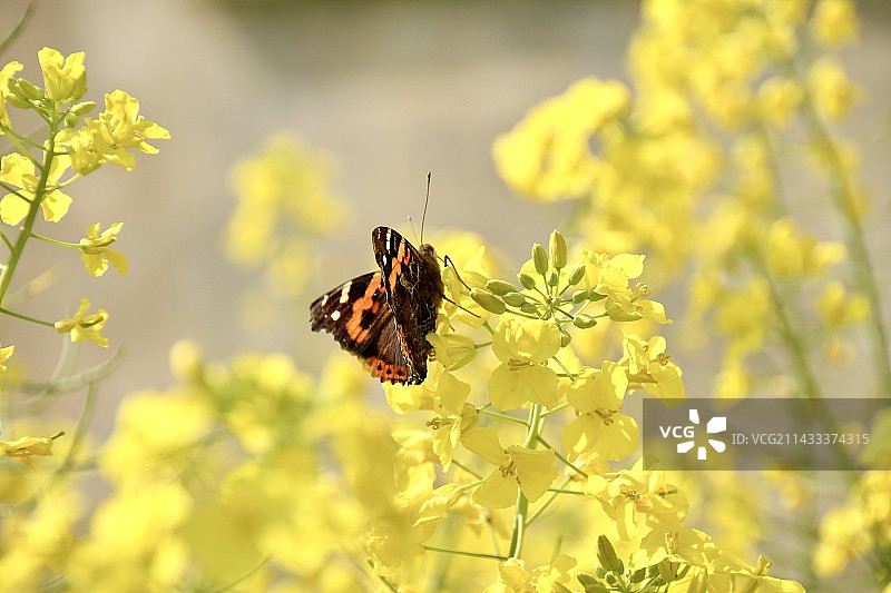 蝶恋花图片素材