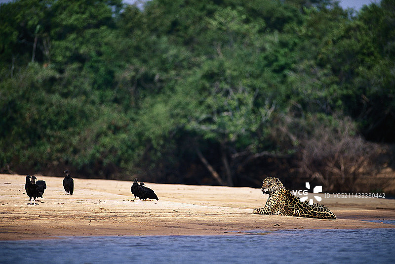 湖岸边与兀鹫为伴的野生美洲虎图片素材