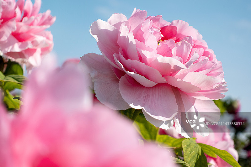 牡丹花开图片素材